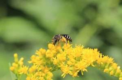 Like the domesticated honey bee, native bees are important pollinators. Photo: Jason Gibbs, MSU
