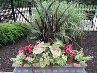 Mixed plantings like this add height and color to the landscape. Photo: Contained Beauty