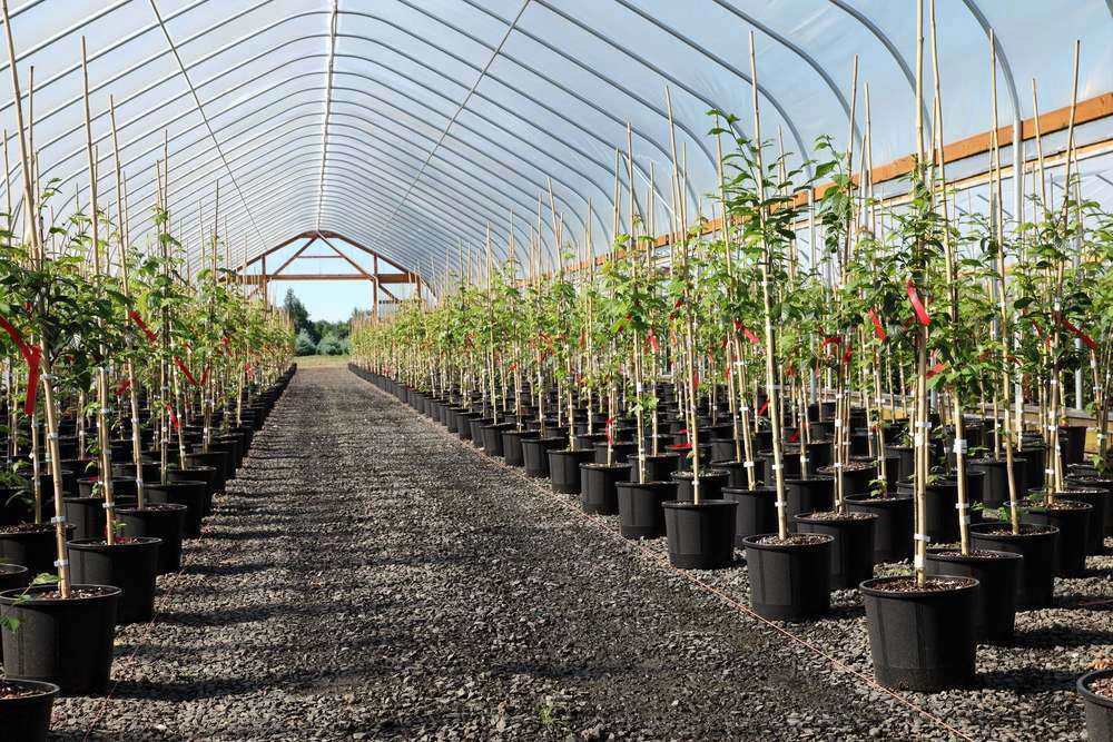 Container Tree Production Study suggests traditional containers reduces tree lifespan | Total ...