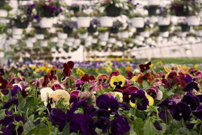 Monrovia supplies more than 5,000 garden centers with their plants. Photo: pixabay.com