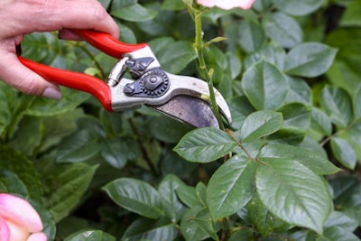 Careful pruning helps to keep rose bushes healthy. Photo: Weeks Roses