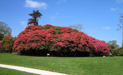 This giant rhododendron bush is one of the ancient species that was brought by Joseph Hooker. Photo: The Lost Gardens of Heligan