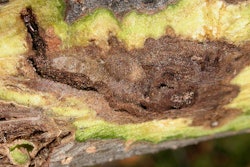 A canker on an eastern black walnut tree. The beetle that carries the fungus is only one-sixteenth of an inch long. Photo: Colorado State University photo/Ned Tisserat