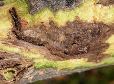 A canker on an eastern black walnut tree. The beetle that carries the fungus is only one-sixteenth of an inch long. Photo: Colorado State University photo/Ned Tisserat