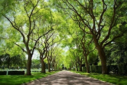 tree-canopy-urban