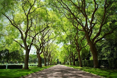 tree-canopy-urban
