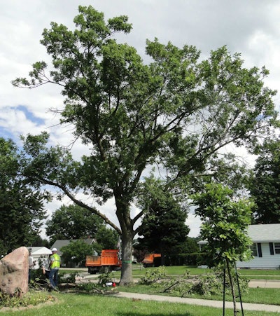 Foresters remove a tree in Omaha that was later confirmed to be infected with emerald ash borer. Photo: Nebraska Forest Service