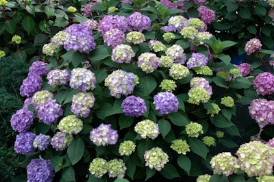 BloomStruck was introduced in 2014 and has been growing in popularity. Photo: Bailey Nurseries
