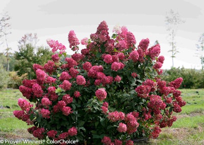 Fire Light is an unexpected cultivar that has taken off for Proven Winners. Photo: Proven Winners