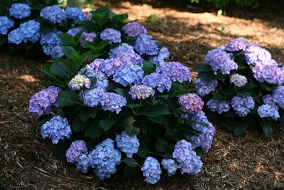 Let’s Dance ‘Blue Jangles’ Photo: Proven Winners