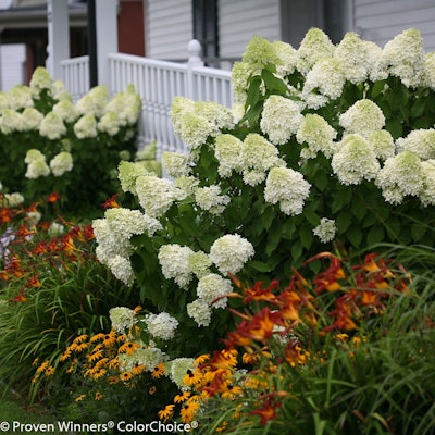 Limelight is one of the cultivars that Nurseries Caroliniana notes as frequently requested. Photo: Proven Winners