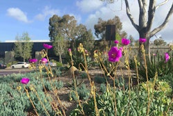 Heaviland selected native and drought-tolerant plants to help cut down on water demands. Photo: Heaviland Landscape Management