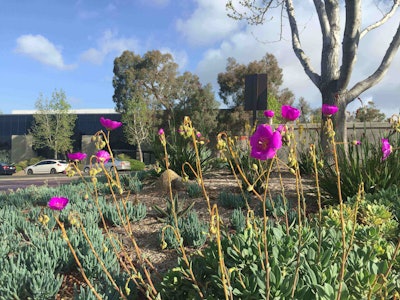 Heaviland selected native and drought-tolerant plants to help cut down on water demands. Photo: Heaviland Landscape Management