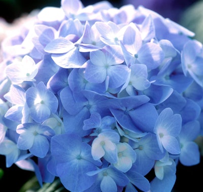 The Original Closeup