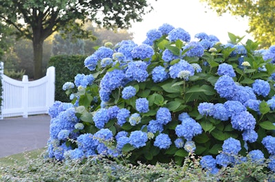 The Original is the hydrangea responsible for the flower’s current popularity. Photo: Bailey Nurseries