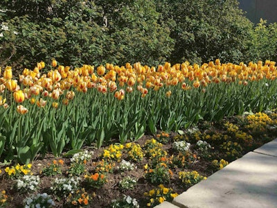 Here is an example of an analogous color scheme with yellow and orange. Photo: Jill Odom