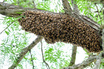 Bees swarm around their queen while they wait for scout bees to return with news of a future hive site. Photo: Lars Plougman/Flickr