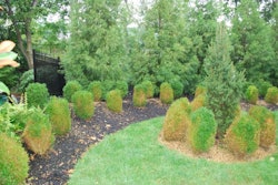 Boxwood blight arrived in the U.S. in 2011 and has been spreading since then. Photo: Richard Buckley, Rutgets PDL