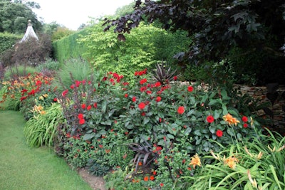 The red flowers stand out even more against its complementary color green. Photo: Dave Catchpole/Flickr
