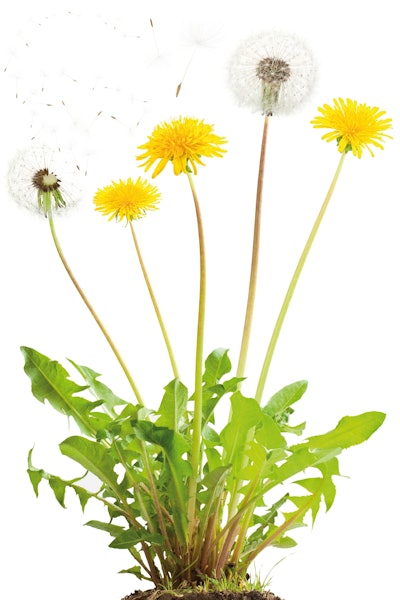 The growth cycle for the Russian dandelion is just one year, while it takes a rubber tree at least seven years to produce latex.