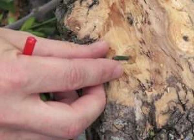 On close inspection of the diseased tree, an arborist spots an emerald ash borer and prepares to pluck it from the bark. Photo: Nebraska Forest Service