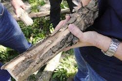 After taking down a diseased tree in Omaha, Nebraska, arborists discovered the tell-tale ‘S’-shaped galleries of emerald ash borer larvae on this limb. Photo: Nebraska Forest Service