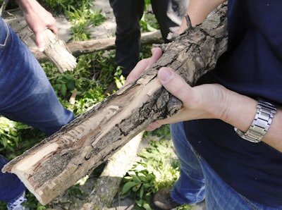 After taking down a diseased tree in Omaha, Nebraska, arborists discovered the tell-tale ‘S’-shaped galleries of emerald ash borer larvae on this limb. Photo: Nebraska Forest Service