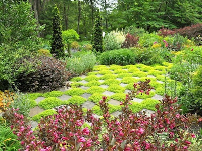 Grossman created his checkerboard pattern with pavers and patches of lemon thyme. Photo: Andrew Grossman Landscape Design