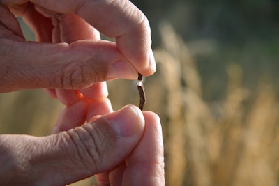 The Russian Dandelion root contains natural rubber latex that is very similar to latex from the rubber tree.
