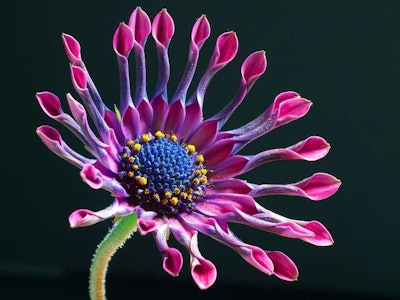 Osteospermum ‘Pink Whirls’ is an example of a cultivar name.