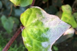 powdery-mildew-scot-nelson