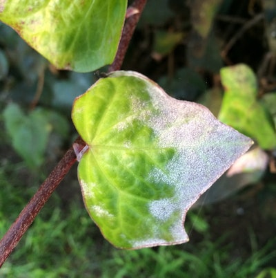 Photo: Scot Nelson/Flickr