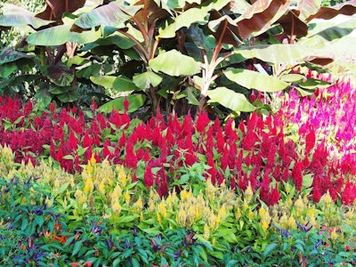 Photo: F.D. Richards/Flickr