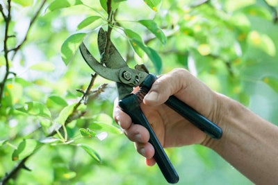 summer-pruning