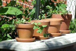 Only potted plants are allowed to be grown on tenants’ front and back porches.