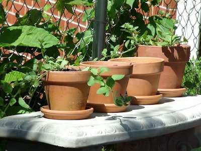 Only potted plants are allowed to be grown on tenants’ front and back porches.