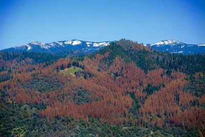 Dead trees cover the mountains in the Sierra National Forest. Photo: U.S. Forest Service Region 5/Flickr