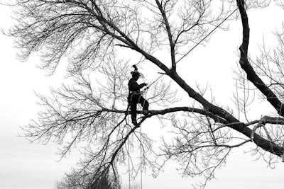 There are a lot of hazards for arborists, but one of the leading causes of death is electrocution. Photo: Scott Costello/Flickr
