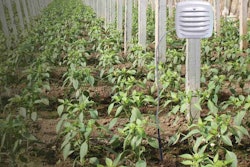 My AcuRite is compatible with a variety of environmental sensors, including water leak detectors, liquid temperature sensors and soil temperature sensors. Photo: AcuRite