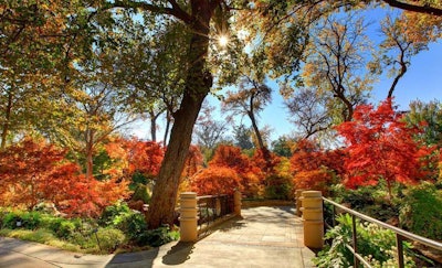 RVi’s project at the Dallas Arboretum created a stunning setting for more than 80 varieties of Japanese Red Maples. Photo: RVi