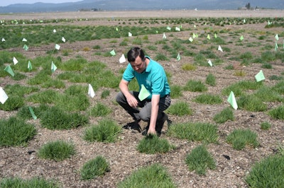 Dr. Doug Brede, a bluegrass specialist with J.R. Simplot Co.’s Jacklin Seed, checks on a test plot during development of the new grass. Photo: Jacklin Seed