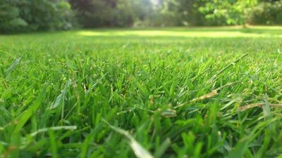 mowed-grass