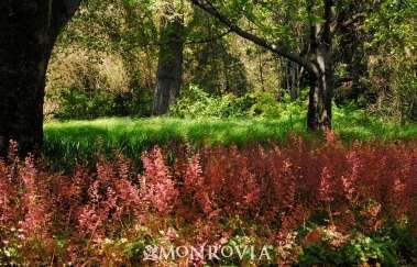 Photo: Monrovia