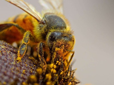 Researchers found the bees preferred the infected plants’ scent.