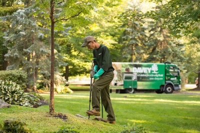 A Davey Tree technician provides sub-surface watering for a tree in need of treatment. Photo: The Davey Tree Expert Co.