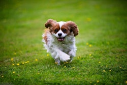 Dogs enjoy landscaped spaces just like their owners. Photo: Richard Walker/Flickr