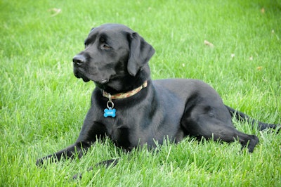 Schwartz’s dog Ovie is well-trained and able to put dog anxious people at ease.