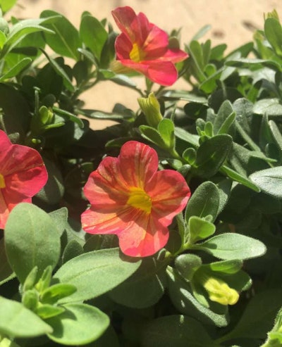 Superbell Tropical Sunrise, one of Proven Winners plants, does not require deadheading. Photo: Jill Odom/Total Landscape Care