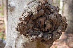 Beech bark disease leaves cankers like this on the trunks. Photo: Plant Image Library/Flickr