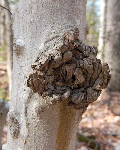 Beech bark disease leaves cankers like this on the trunks. Photo: Plant Image Library/Flickr